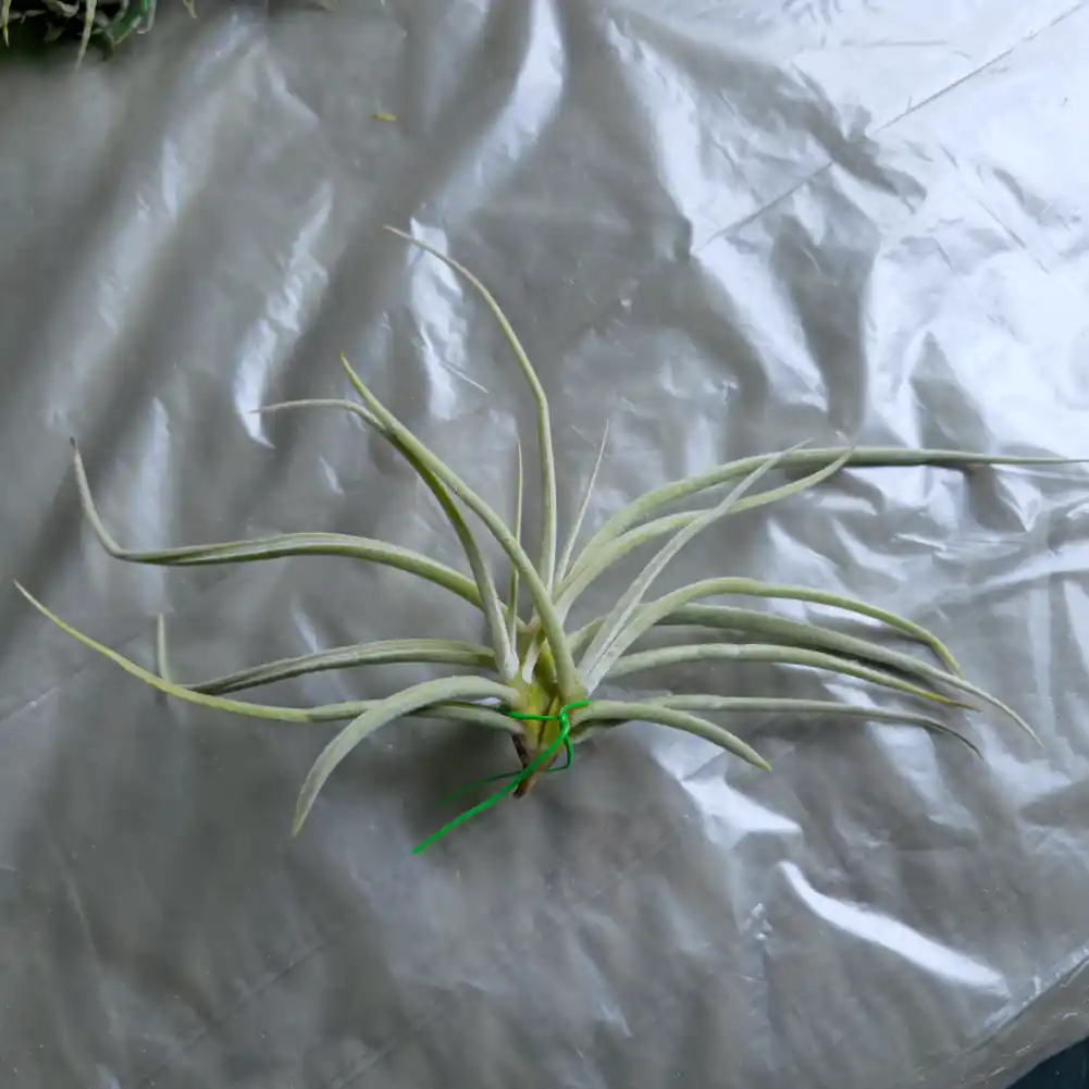 Tillandsia Calignosa
