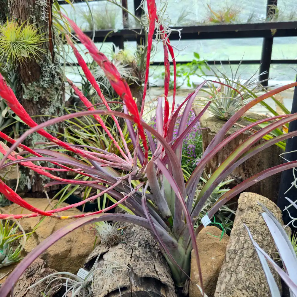 Tillandsia Flabellata Rubra Giant