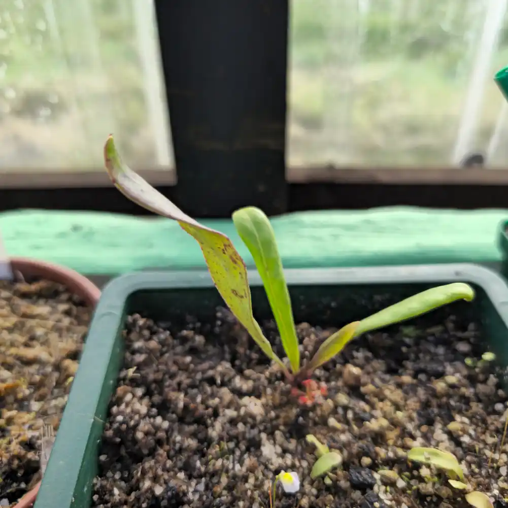 Utricularia Longifolia