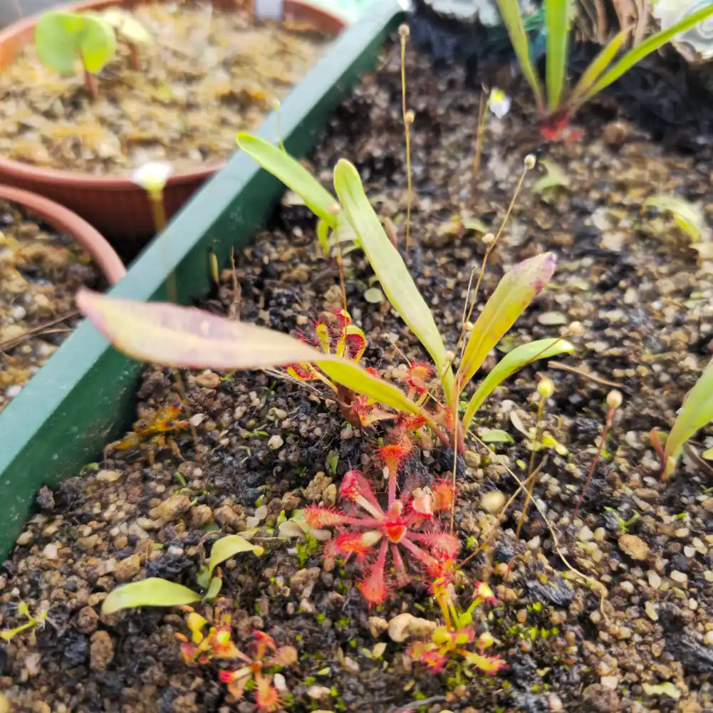 Utricularia Longifolia