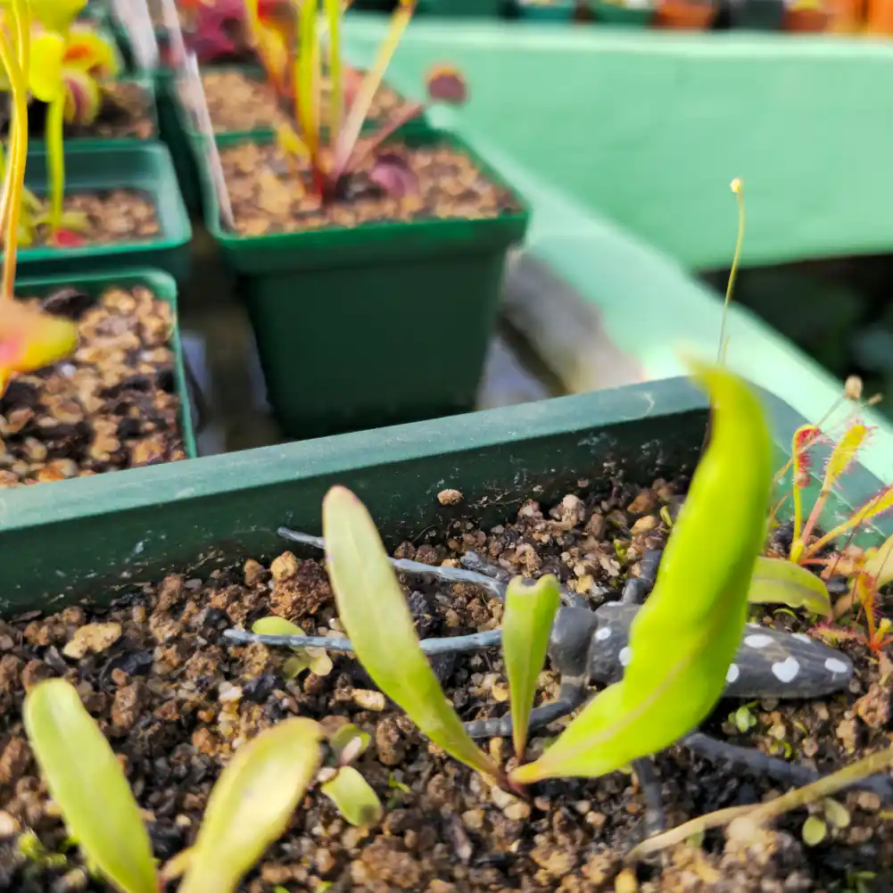 Utricularia Longifolia