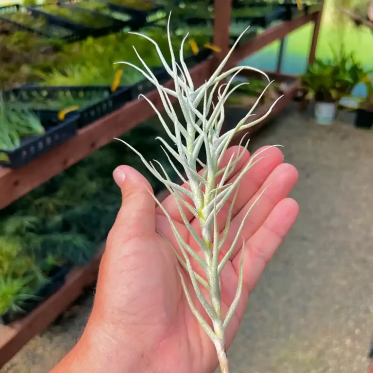 Tillandsia Paleacea Flaca