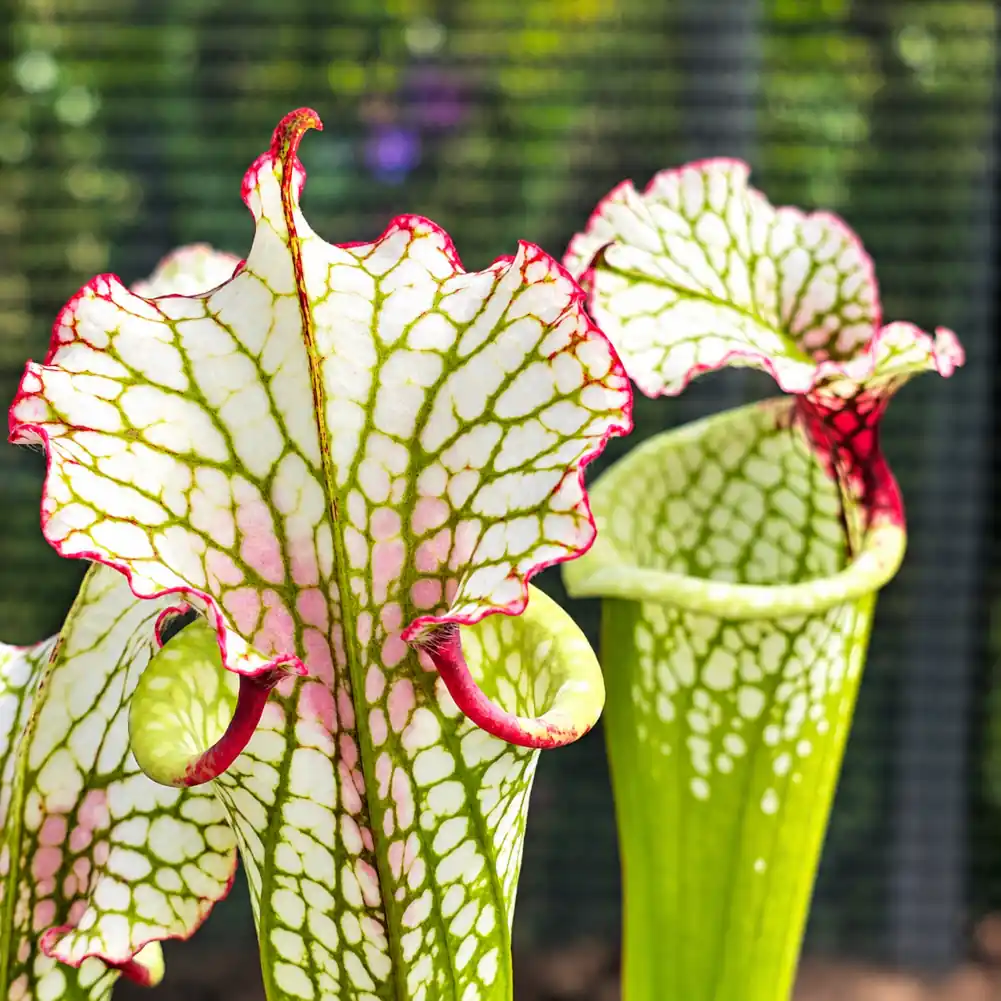 Sarracenia Painted Black