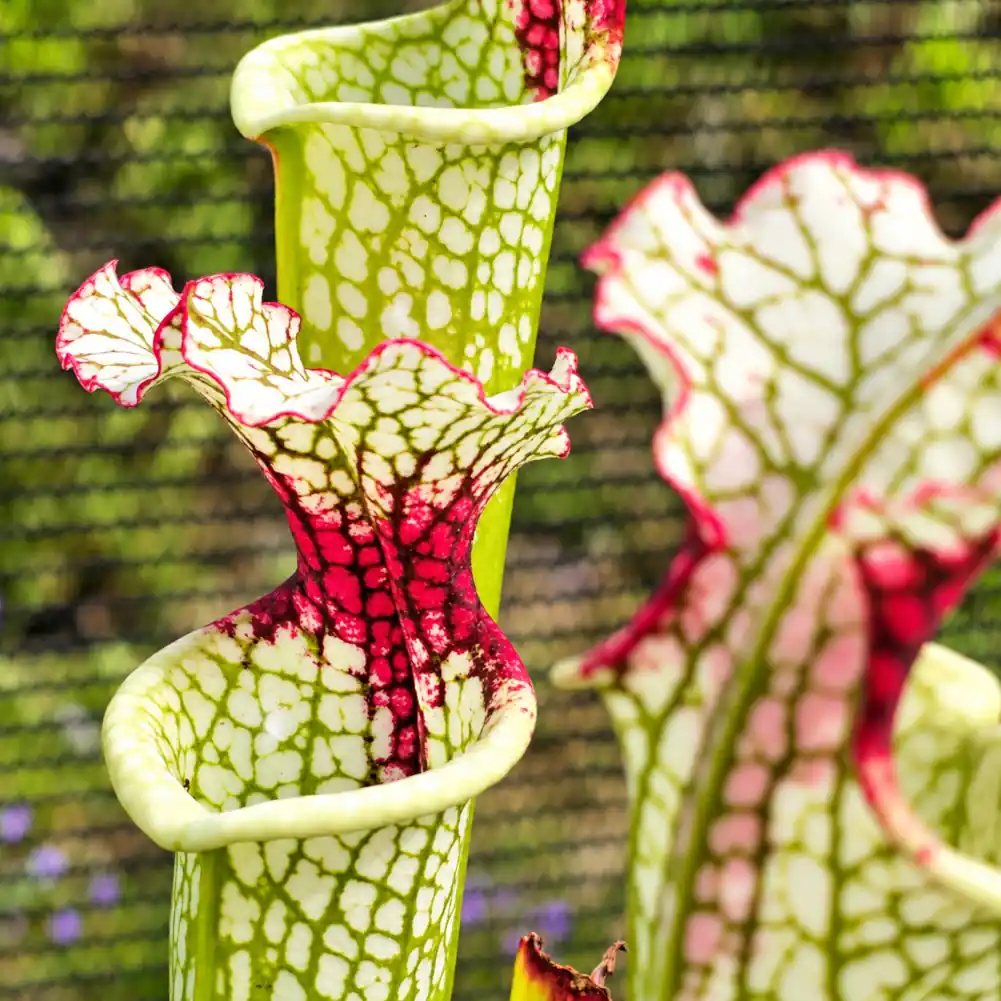 Sarracenia Painted Black