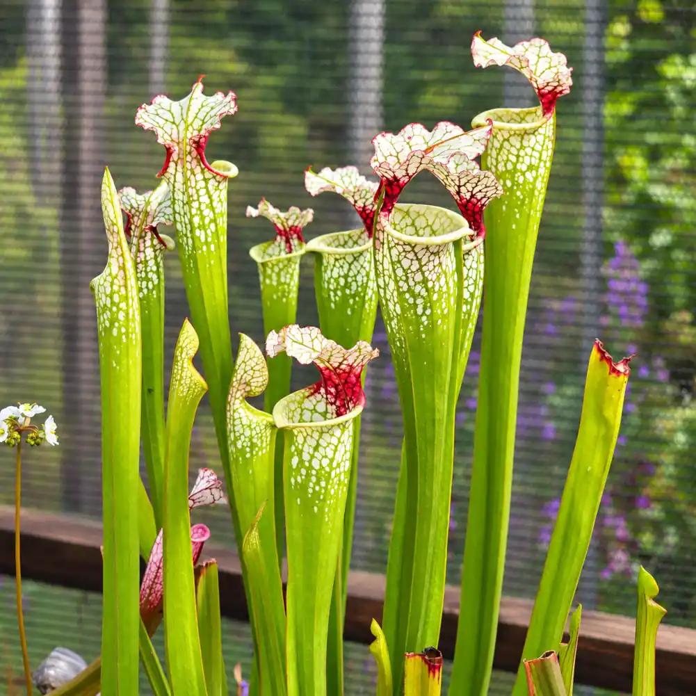 Sarracenia Painted Black