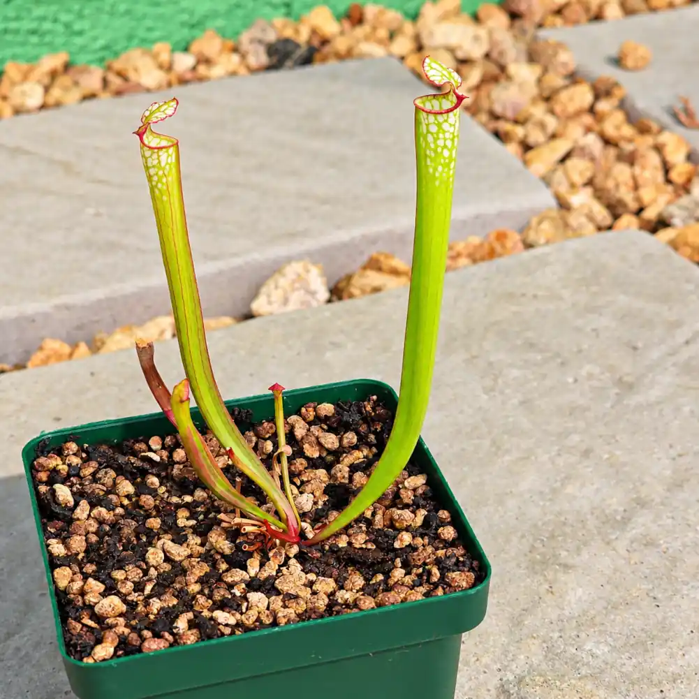 Sarracenia Painted Black