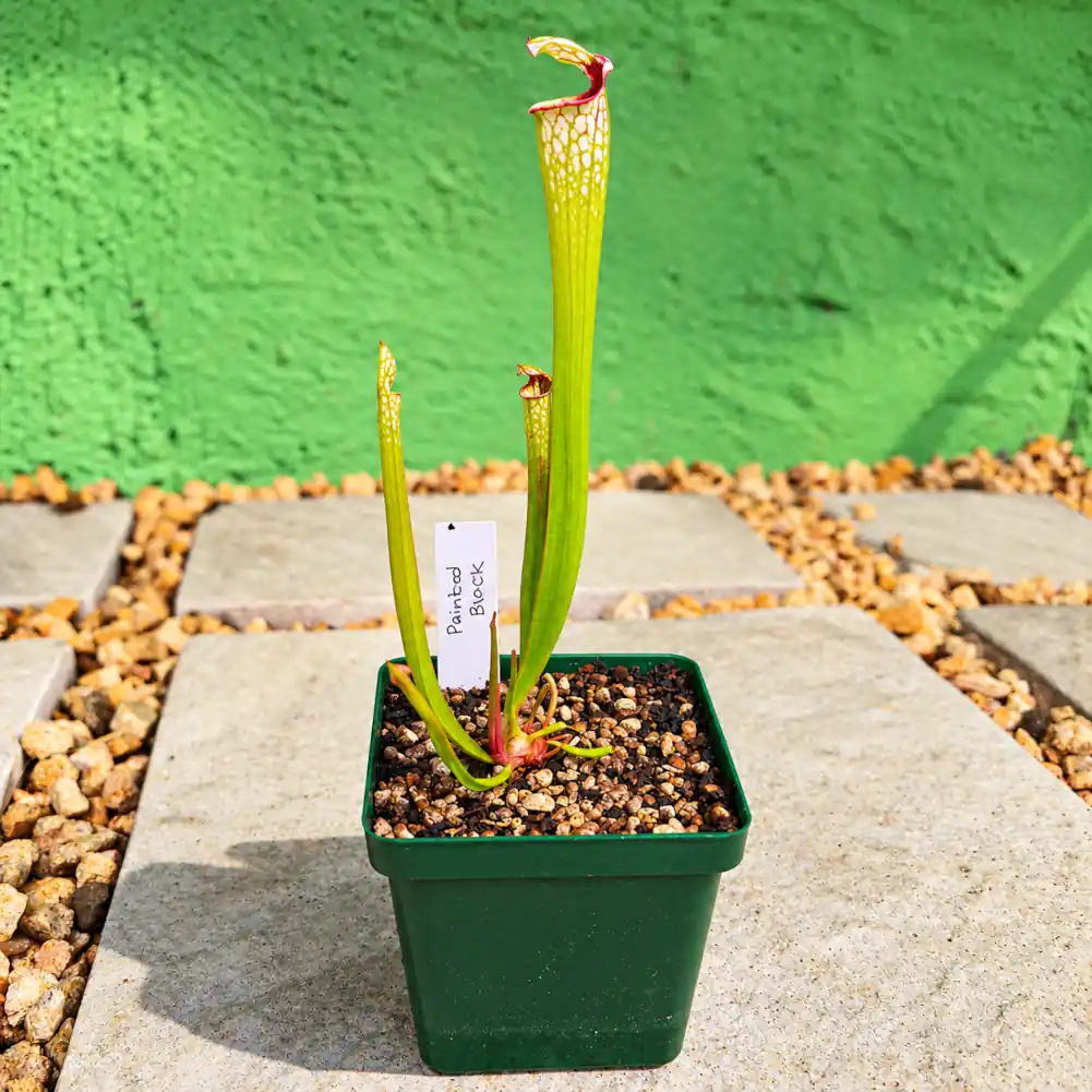 Sarracenia Painted Black