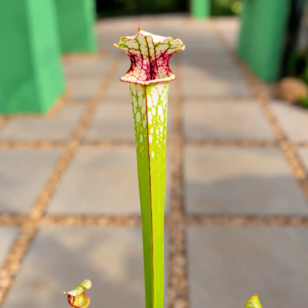 Sarracenia Painted Black