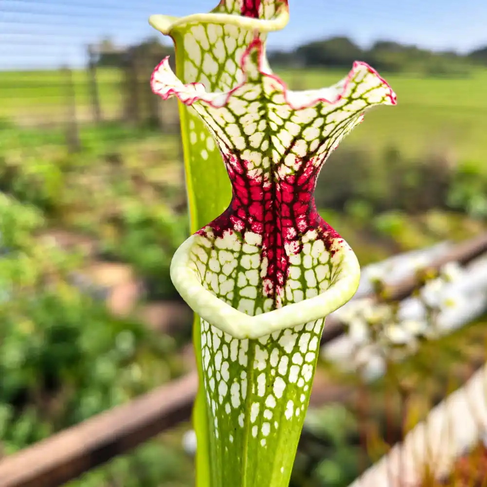 Sarracenia Painted Black