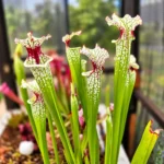 Sarracenia Painted Black