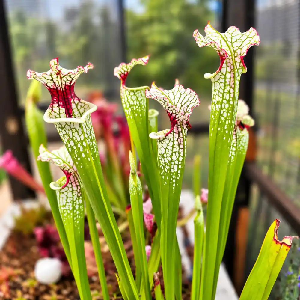 Sarracenia Painted Black