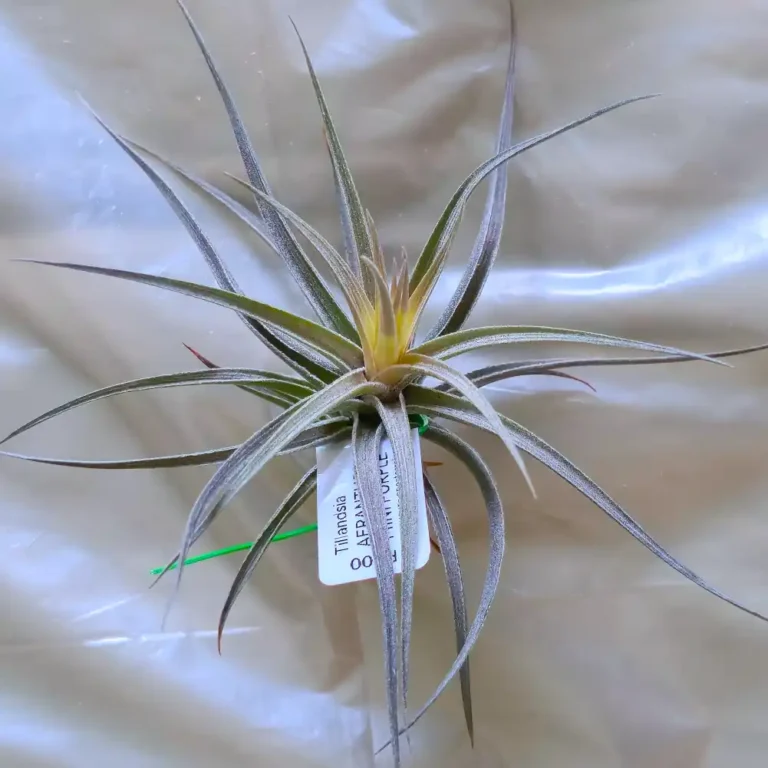 Tillandsia Aeranthos Mini Purple