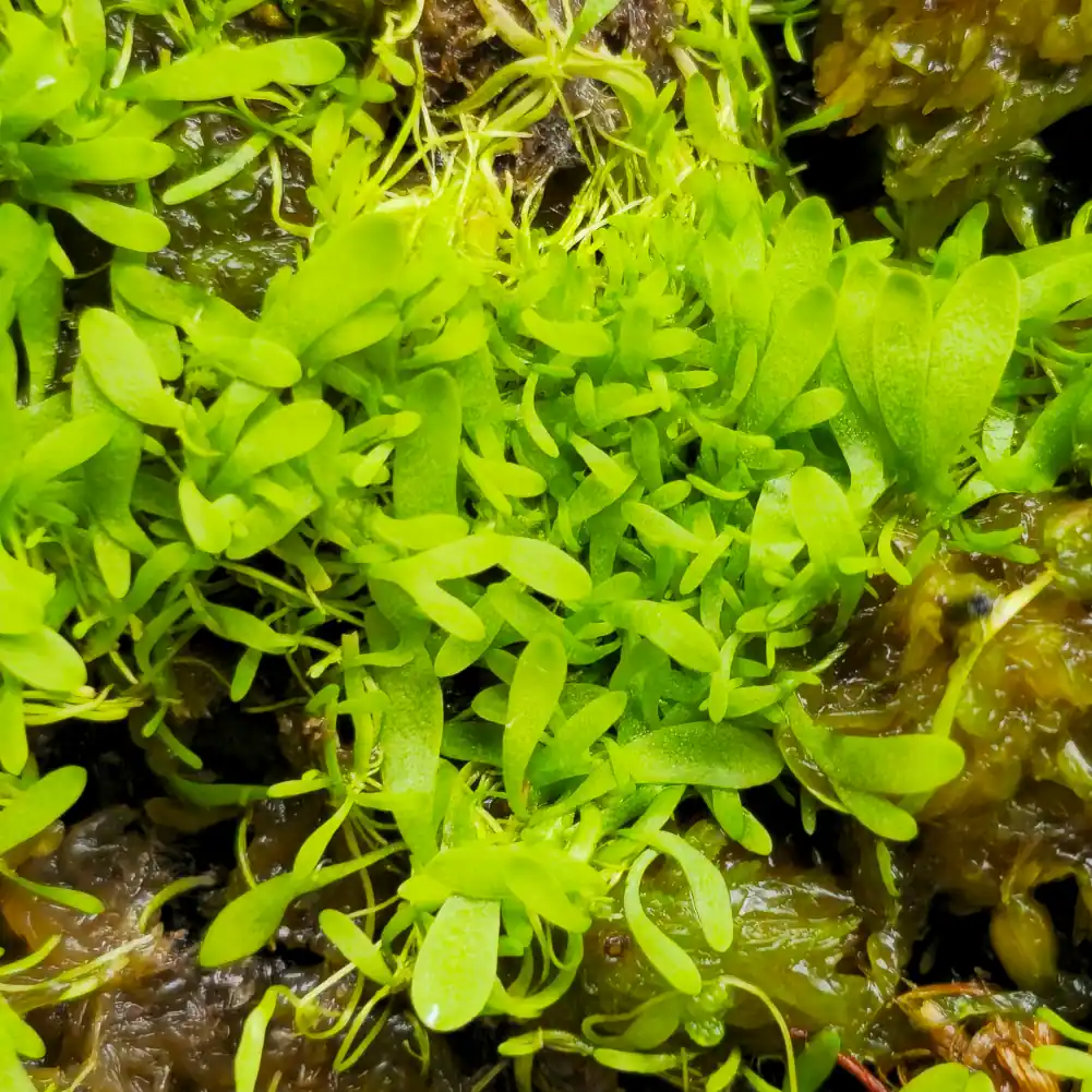 Utricularia Longifolia