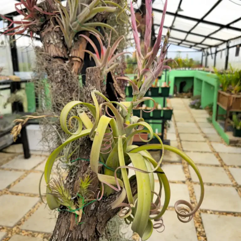 Tillandsia Curly Slim
