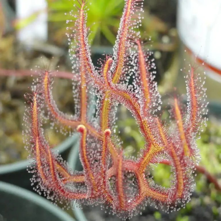 Drosera Binata Extrema
