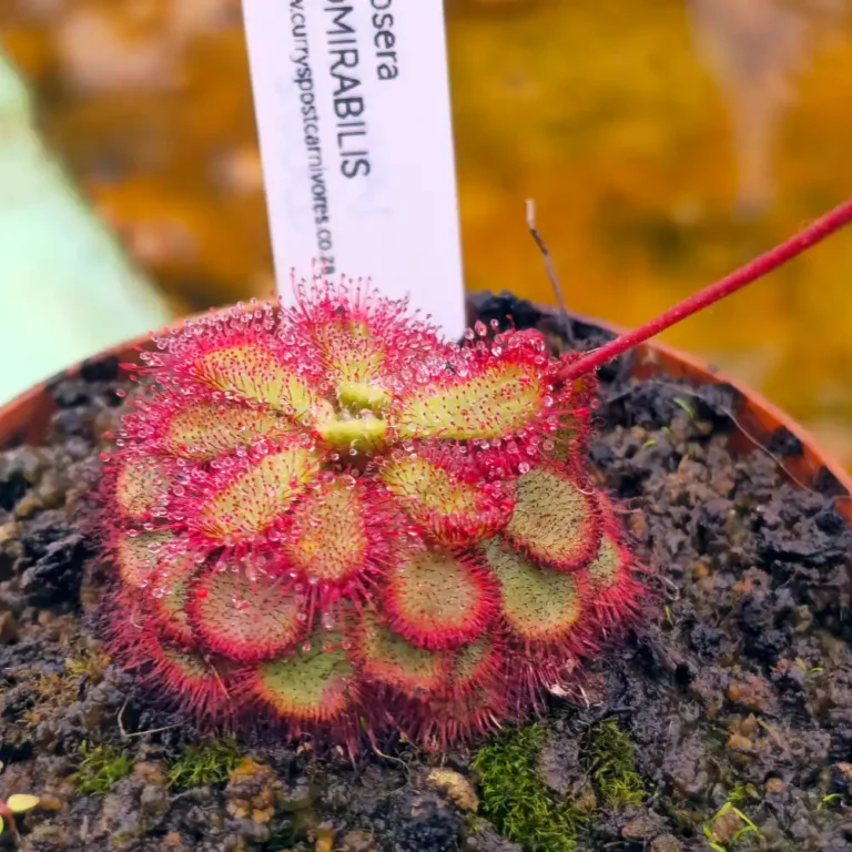 Drosera Admirabilis