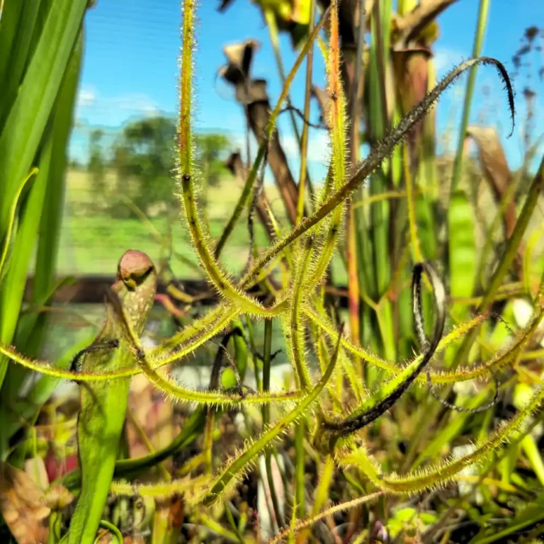 Drosera Binata Extrema