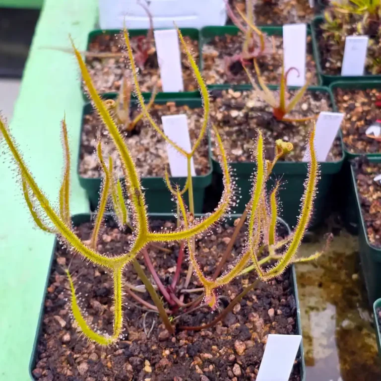 Drosera Dichotoma Giant