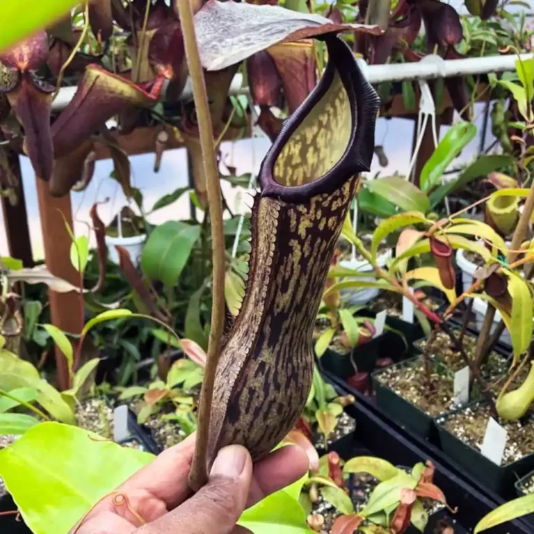 Nepenthes Boschiana