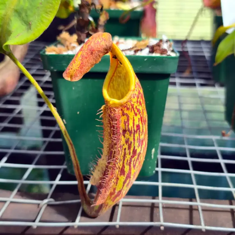 Nepenthes Fusca