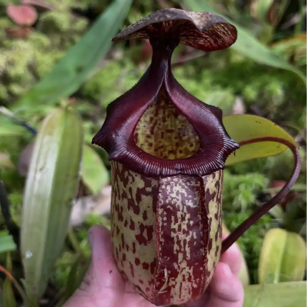 Nepenthes Gothica