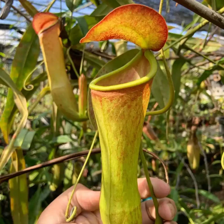Nepenthes Khasiana