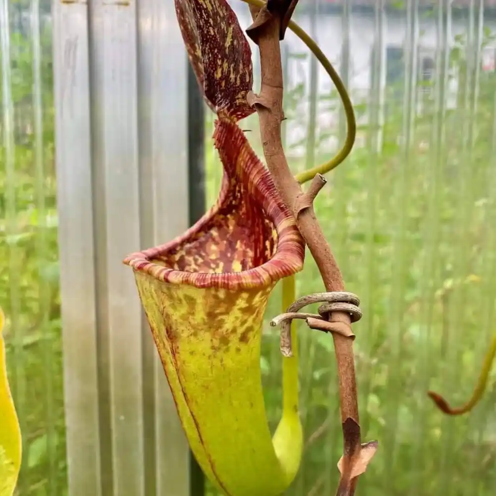 Nepenthes Maxima x Lowii