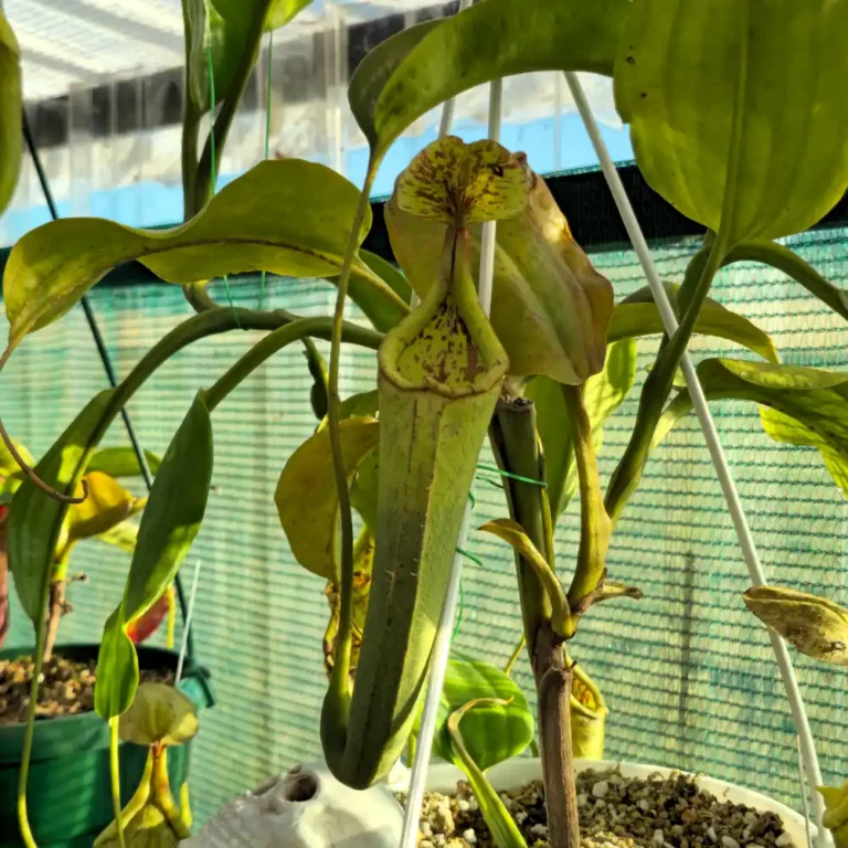 Nepenthes Truncata