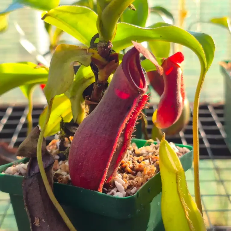 Nepenthes Veitchii X (Thorelii X Sanguinea)