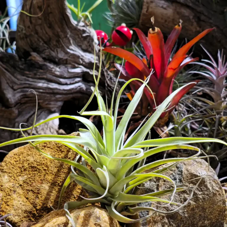 Tillandsia Cacticola