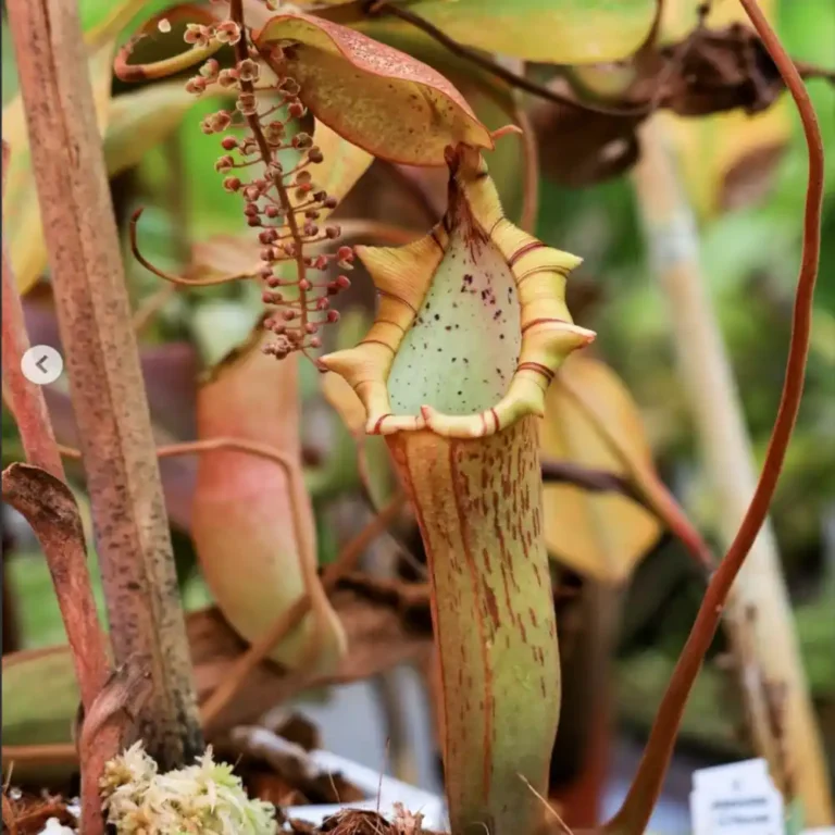Nepenthes Truncata X (Lowii X N. Spectabilis)