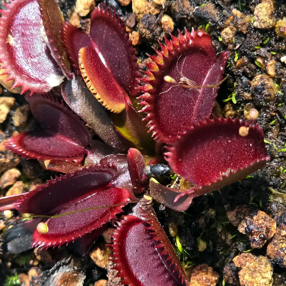 VFT Amteborous