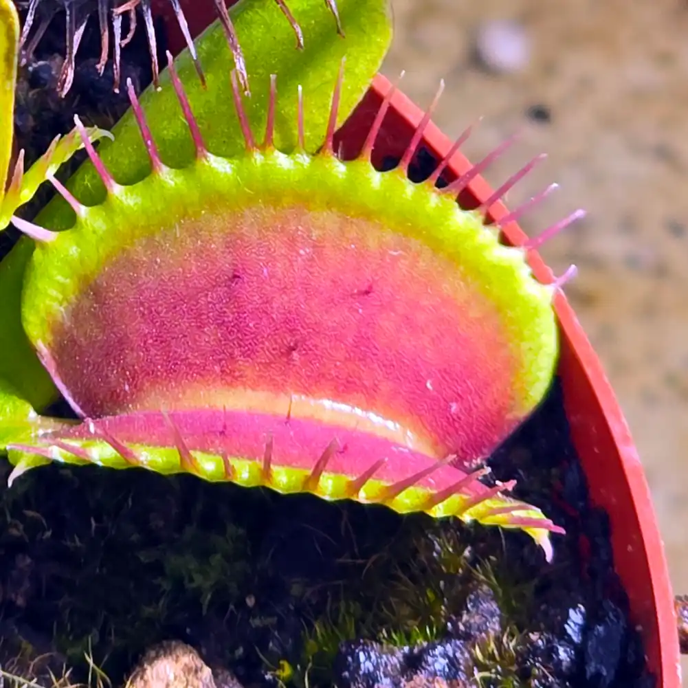 VFT Diablo