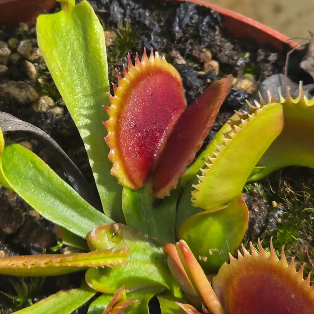VFT UK Sawtooth