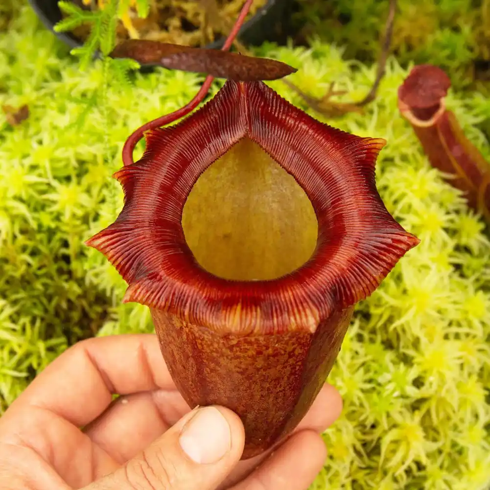 Ventricosa x Sibuyanensis x Flava