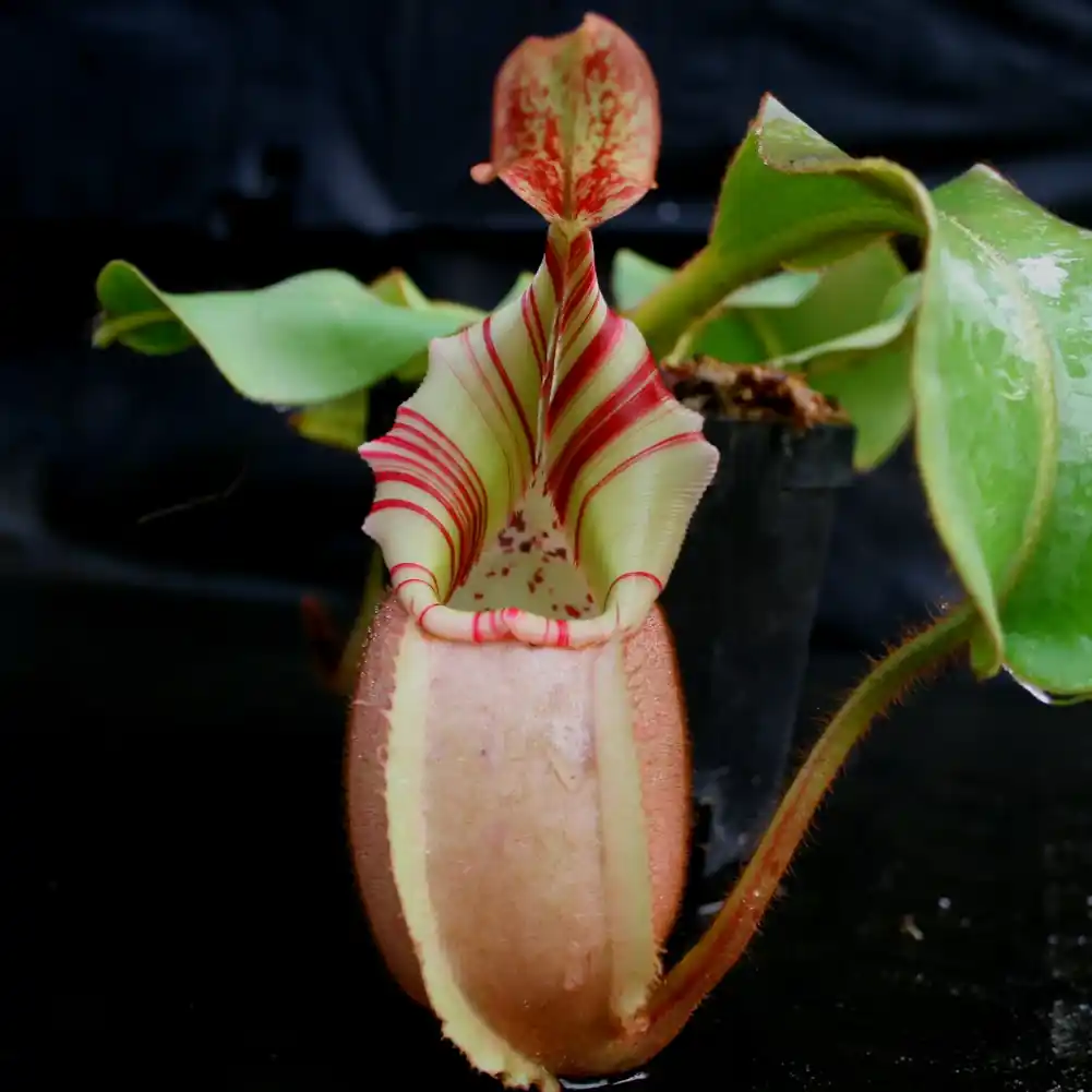 Vetchii Bareo