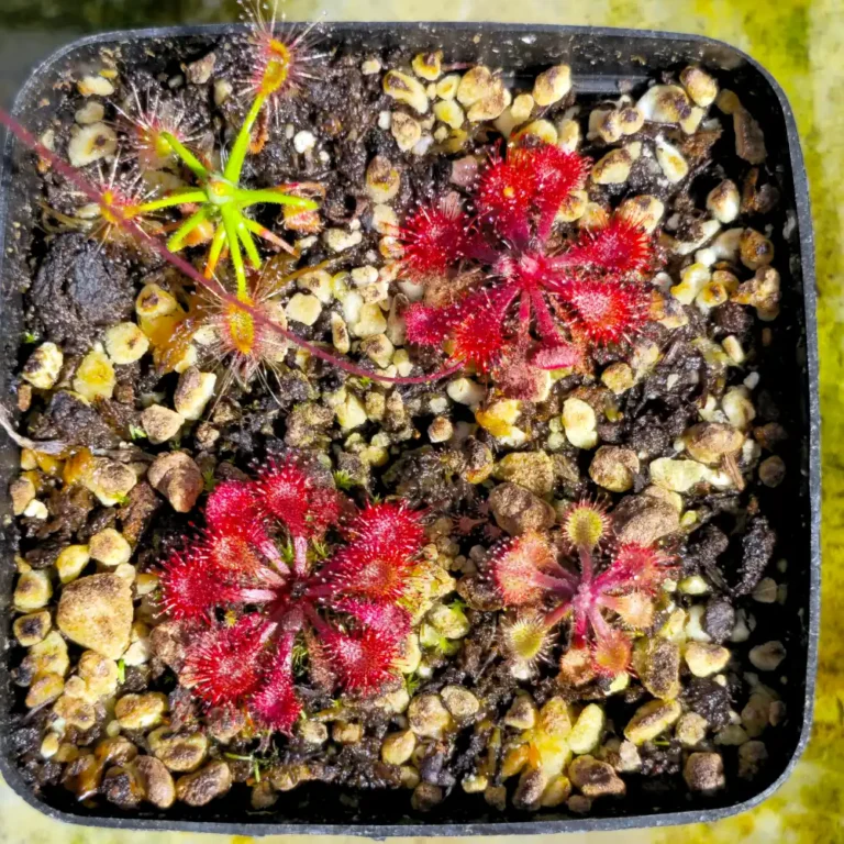 Drosera Bog
