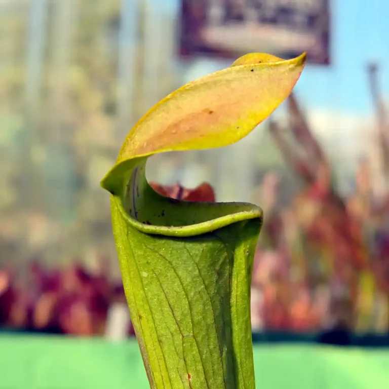 Sarracenia Nandipha
