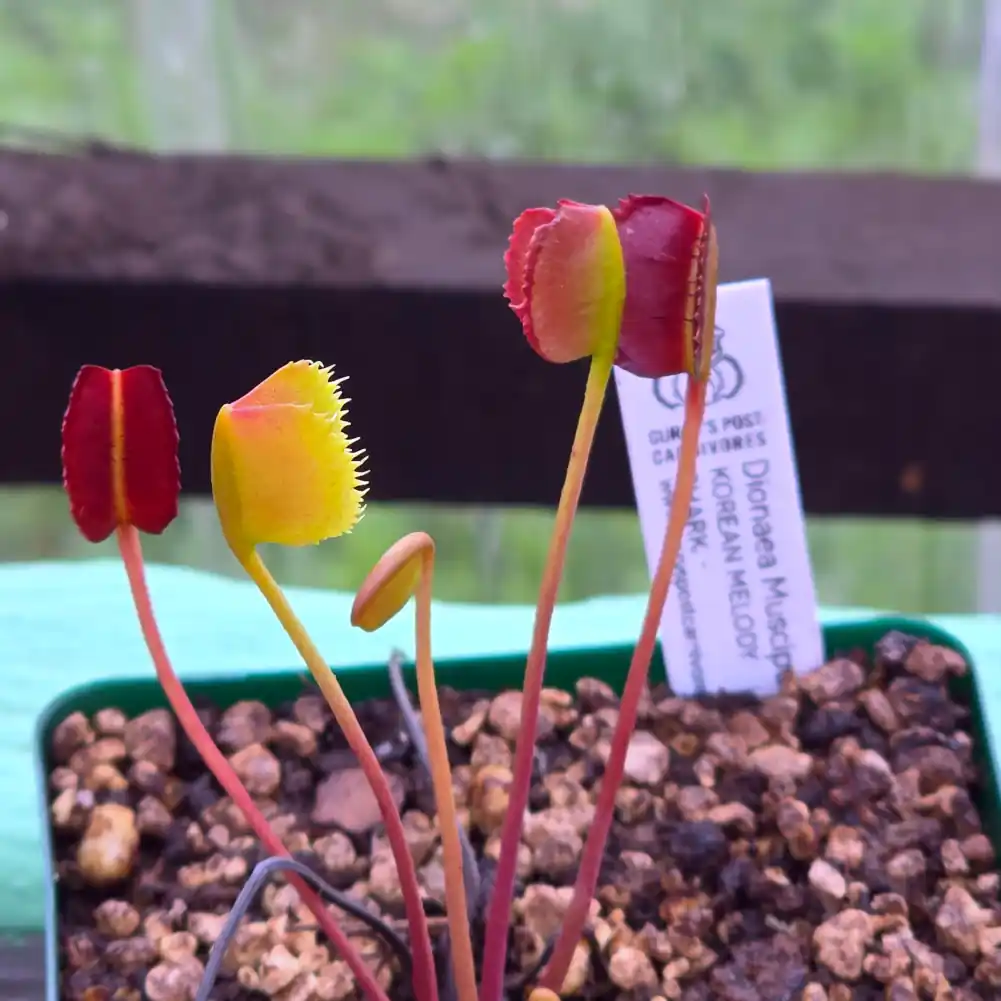 Venus Flytrap – Korean Melody Shark