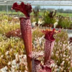 Sarracenia Areolata