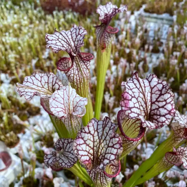 Sarracenia Timothy King x Moorei