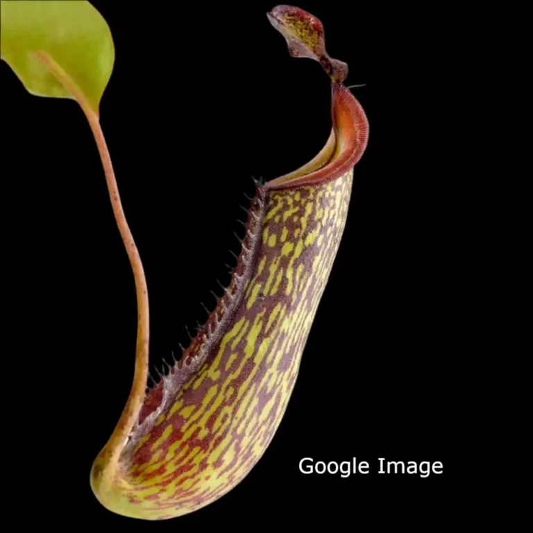 Nepenthes Gentle