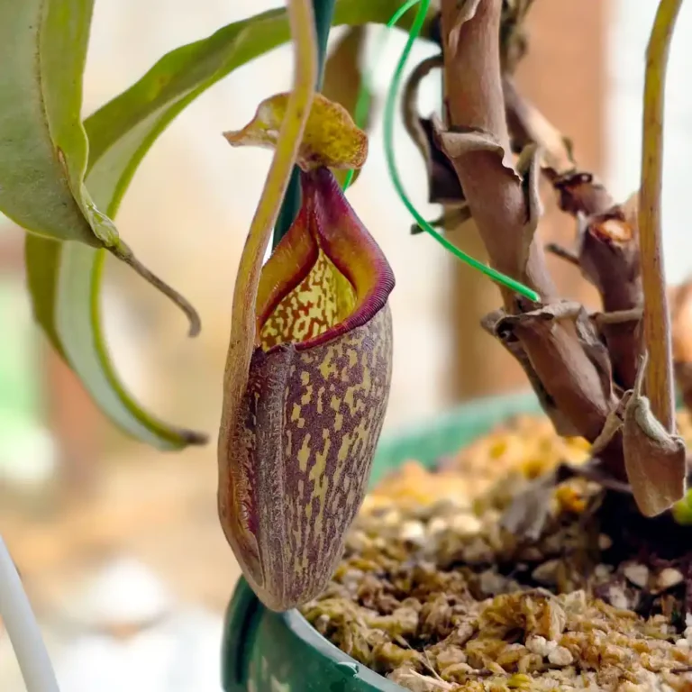 Nepenthes Lady Pauline