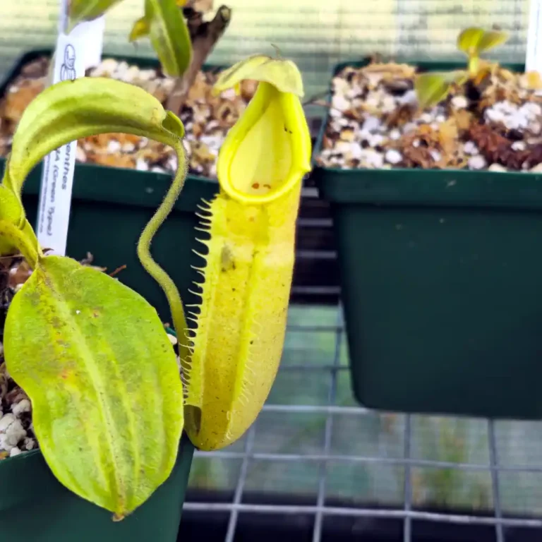 Nepenthes Maxima Green Form