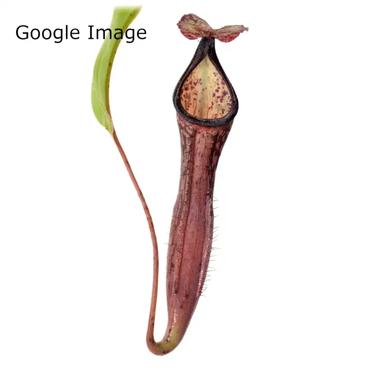 Nepenthes Samsara