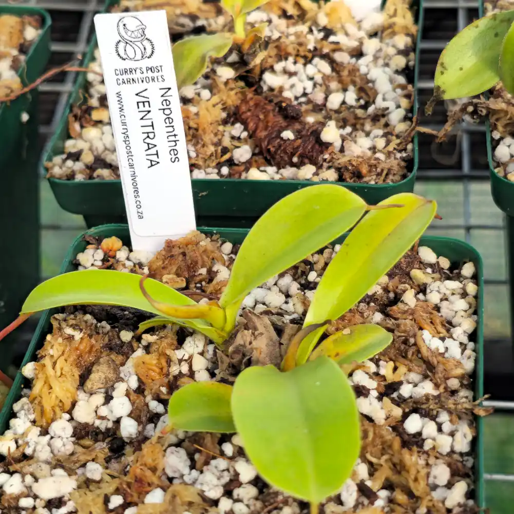 Nepenthes Ventrata