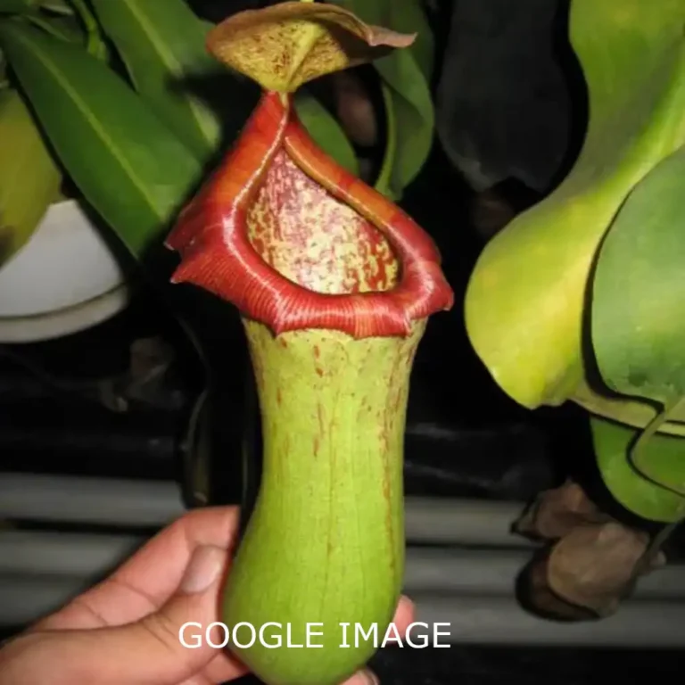 Nepenthes – Ventricosa x Truncata