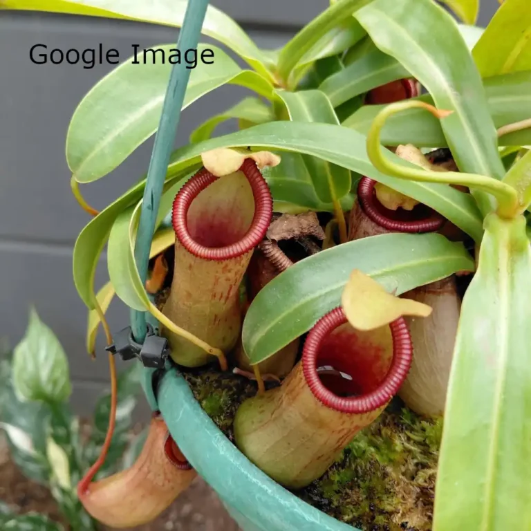 Nepenthes Wendy
