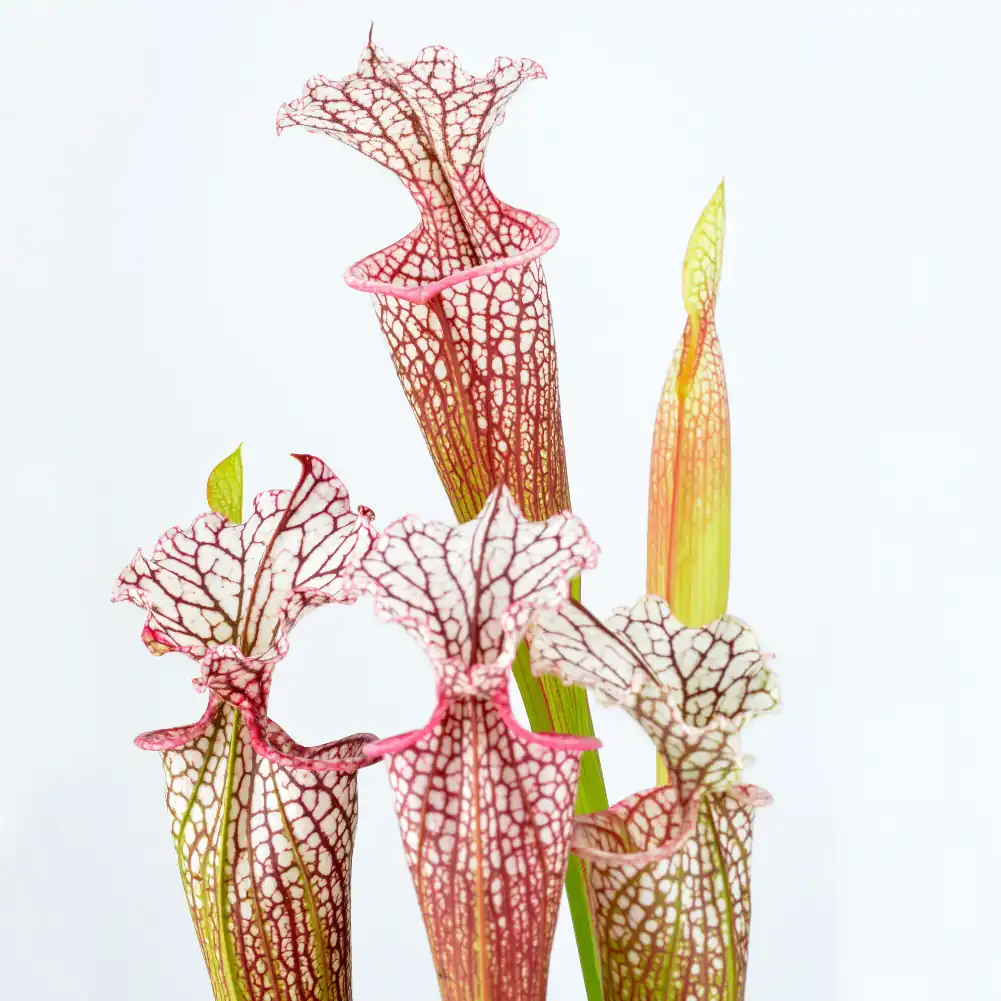 Sarracenia – x DC3