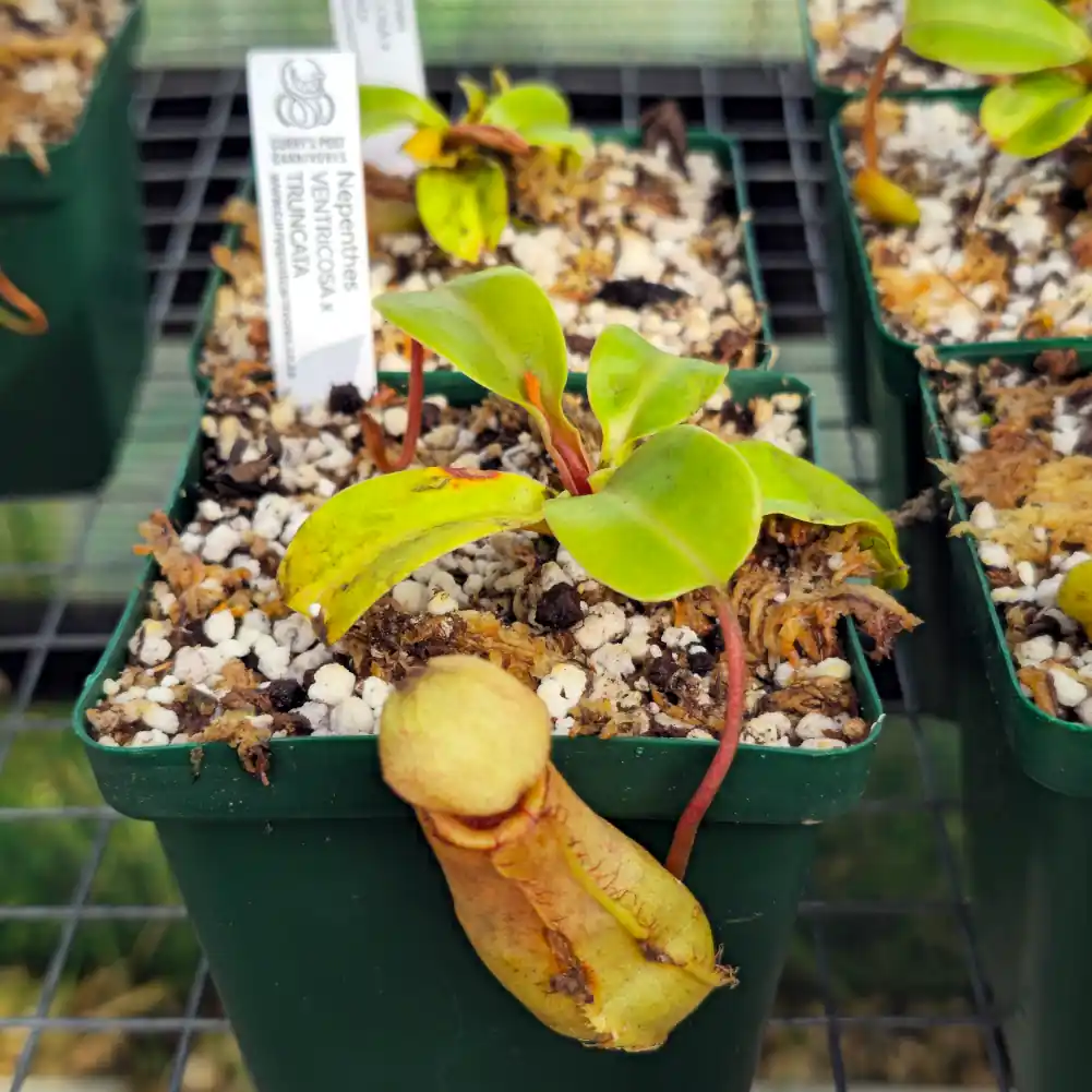 Nepenthes - Ventricosa x Truncata